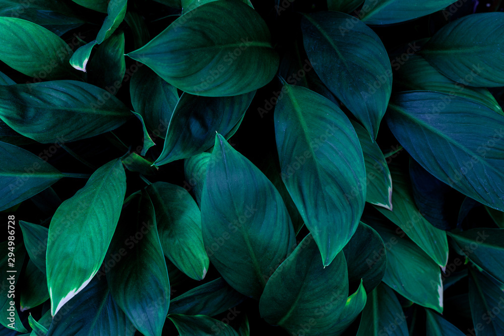 abstract green leaves pattern texture, nature background, tropical leaves - obrazy, fototapety, plakaty 