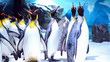 Group of emperor penguins on ice
