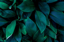 Abstract Green Leaves Pattern Texture, Nature Background, Tropical Leaves