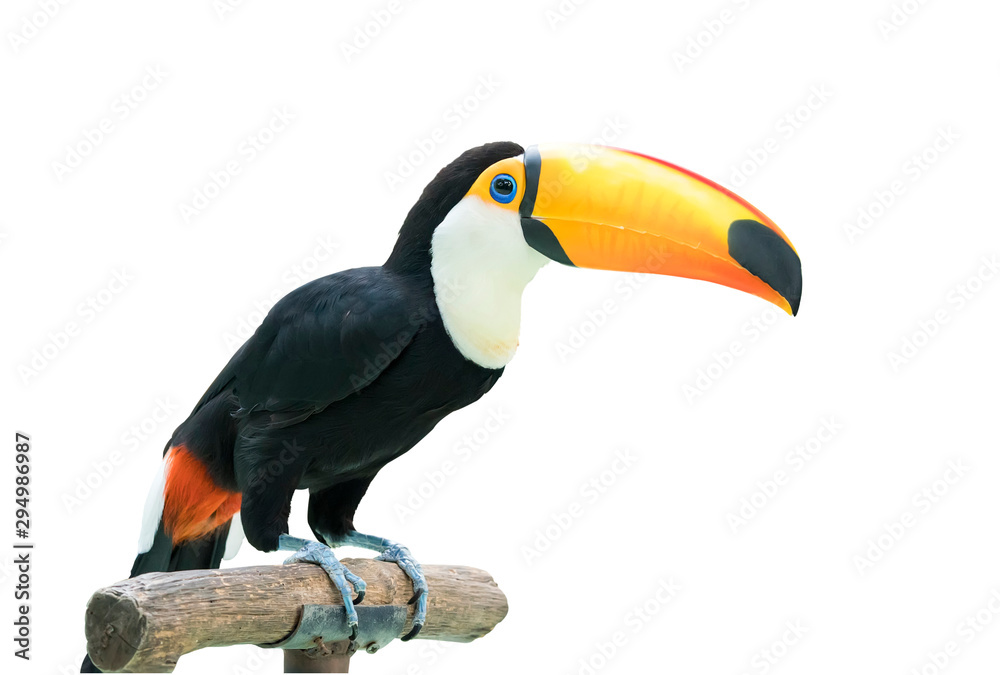 Colorful Toucan Bird Profile photo - obrazy, fototapety, plakaty 