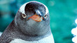 Gentoo penguin close up 5