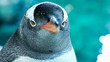 Gentoo penguin close up  6