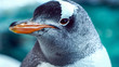 Gentoo penguin close up  8