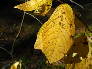 Wall Mural - yellow autumn leaves on a tree branch