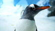 Gentoo penguin close up profile right
