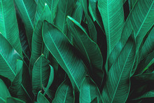 Green Leaf Texture, Dark Green Foliage Nature Background, Tropical Leaf