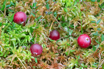 Wall Mural - Ripe cranberries, Vaccinium oxycoccos on bog moss