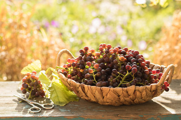 Bunch of grapes and vine leaf in basket on wooden table against green background