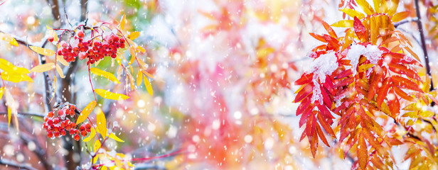 Poster - Bunches of red rowan covered by the first snow. Red rowan berries with yellow leaves in the snow.