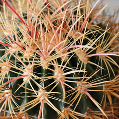 Canvas Print - Detail of cactus with spines.