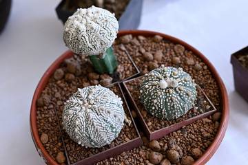 Canvas Print - Cactus in a pot with spines.