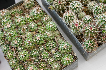 Canvas Print - Cactus in a pot with spines.