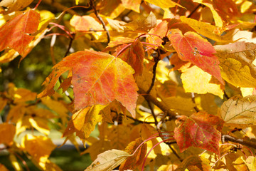Wall Mural - close up view of red maple (acer rubrum) leaves showing early autumn color changes
