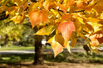 Wall Mural - close up view of a red maple (acer rubrum) tree showing early autumn color changes
