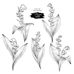 Wall Mural - Sketch Floral Botany Collection. Lily of the valley flower drawings. Black and white with line art on white backgrounds. Hand Drawn Botanical Illustrations. Nature Vector.