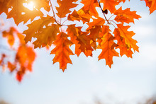 Red Oak Leaves On Blue Sky Background 