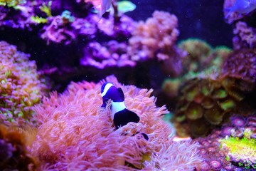 Wall Mural - Beautiful cute Black & White Ocellaris Clownfish swimming in reef tank with beautiful soft coral reef on background.