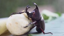 Siamese Rhinoceros Beetle Or Fighting Beetle Eating Banana