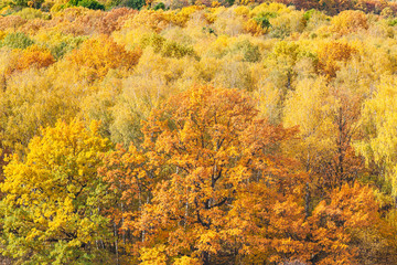 Poster - aerial view with orange oak tree in yellow forest