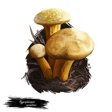Hygrophoropsis Aurantiaca Or False Chanterelle Mushroom Closeup Digital Art Illustration. Boletus Has Light Brown Color Of Fruit Body. Mushrooming Season, Plant Of Gathering Plants Growing In Forest