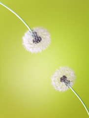 two fluffy dandelion heads on a bright green background