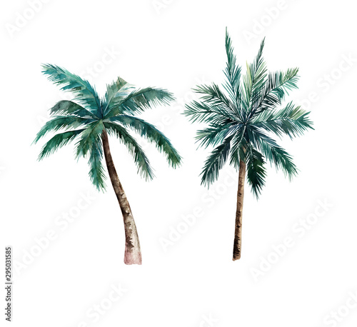 Watercolor isolated palm tree. Hand drawn illustration