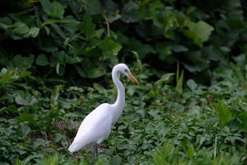  egret in grass