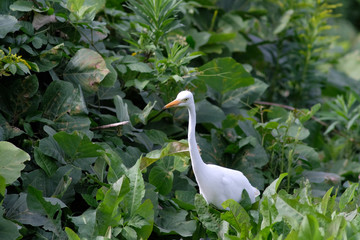  egret in grass