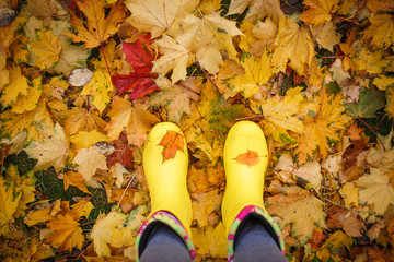 Yellow rubber boots on yellow fallen maple leaves. Autumn mood, carpet of yellow leaves