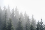 Fototapeta Las - Misty fog in pine forest on mountain slopes in the Carpathian mountains. Landscape with beautiful fog in forest on hill.