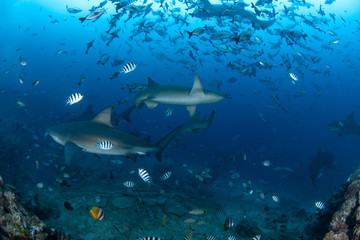 Wall Mural - School of Bull and Nurse shark in deep blue ocean 