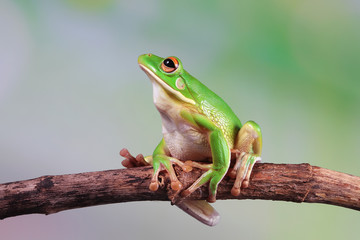 Australian white tree frog on leaves, dumpy frog on branch,  Australian white tree frog sitting on flowes