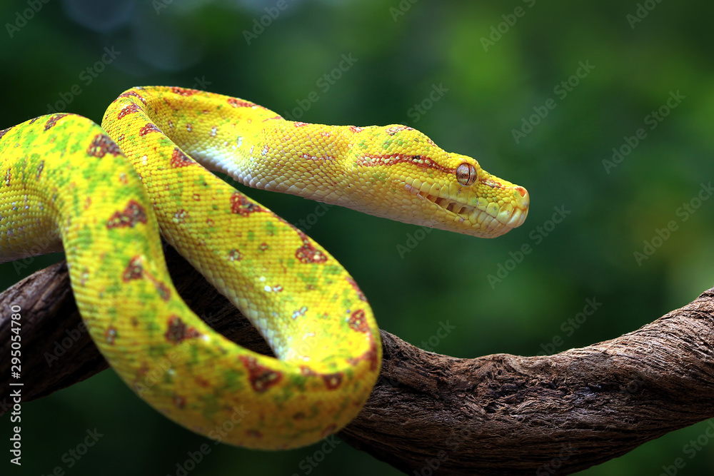 Yellow tree python snake on branch, snake, reptile, reptiles closeup - obrazy, fototapety, plakaty 