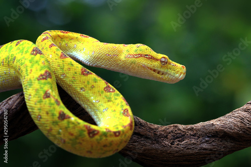 Cuadros en Lienzo Yellow tree python snake on branch, snake, reptile, reptiles closeup