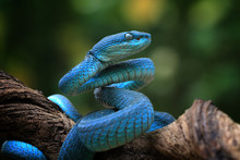 Blue Viper Snake Closeup Face, Viper Snake, Blue Insularis, Trimeresurus Insularis, Animal Closeup
