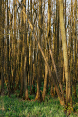  Schwarzerlen-Bruchwald