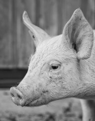 Wall Mural - Portrait of a piglet in the stable black and white