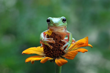 Wall Mural - australian white tree frog sitting on flowes, dumpy frog on branch, animal closeup, amphibian closeu