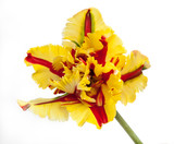 yellow and red parrot tulip isolated on white background