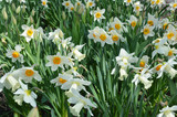 Fototapeta Tulipany - Narcissus flowers flower bed with drift yellow. White double daffodil flowers narcissi daffodils.