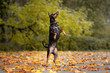 german pinscher dog begging outdoors