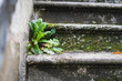 Mauvaise herbe dans un escalier ancien