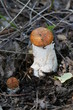Pilz Weißstielige Rotkappe (Leccinum leucopodium,[1] syn. L. albostipitatum, L. aurantiacum ss. auct. plur., L. rufum) bei Zug