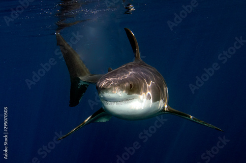 Fotomural Great White shark ready to attack from deep blue