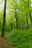Fototapeta Krajobraz - Rotbuchenwald mit Naturverjüngung