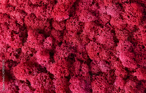 Cuadros en Lienzo Macro of red decorative moss texture
