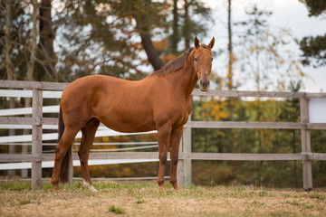 portrait of horse in paddock