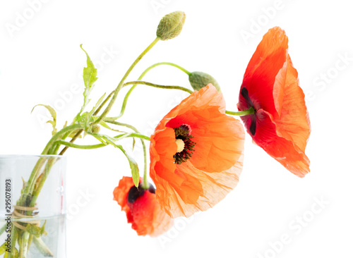 red poppy flowers