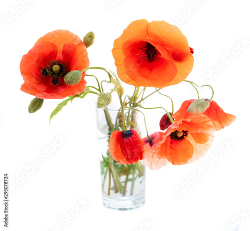 red poppy flowers