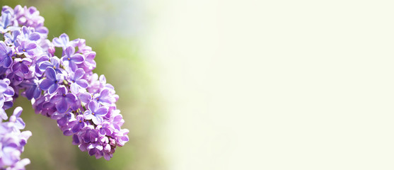 Wall Mural - Springtime landscape with bunch of violet flowers. Macro view blossoming Syringa lilac bush. lilacs blooming plants background. soft focus photo. copy space.